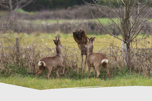 Techniques pour tenir à distance les chevreuils sans clôture