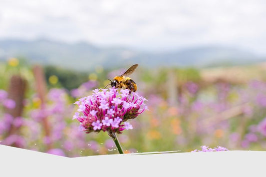 18 meilleures fleurs pour attirer et nourrir des abeilles au jardin potager