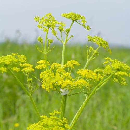 Livèche - Céleri - Ache des Montagnes (Levisticum officinale)