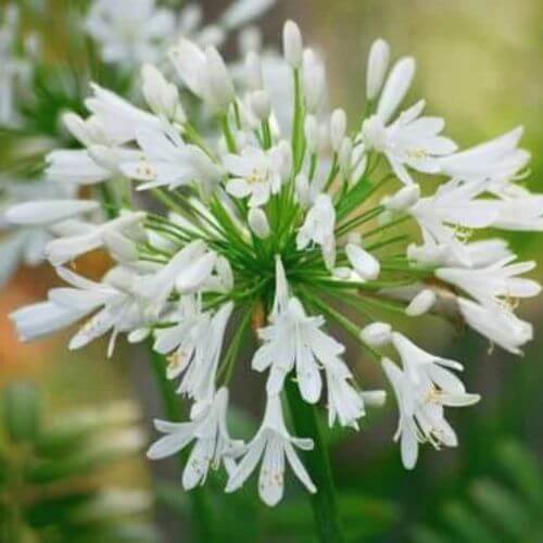 Agapanthe Blanche (Agapanthus Alba)