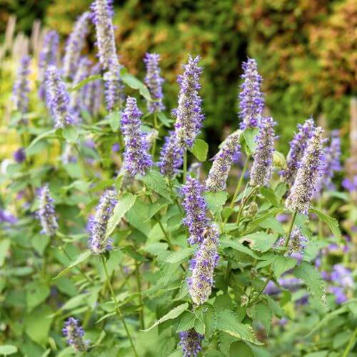 Agastache Mexicaine (Agastache mexicana)