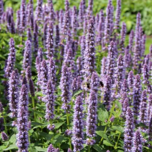 Agastache Mexicaine (Agastache mexicana)