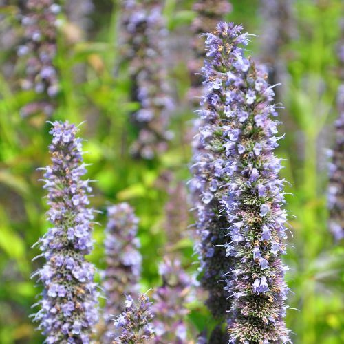 Agastache Rugueuse - Menthe Coréenne (Agastache rugosa)