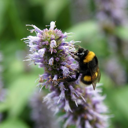 Agastache Rugueuse - Menthe Coréenne (Agastache rugosa)