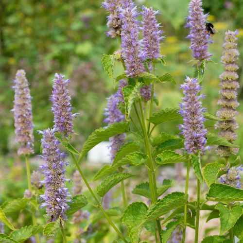 Agastache Rugueuse - Menthe Coréenne (Agastache rugosa)