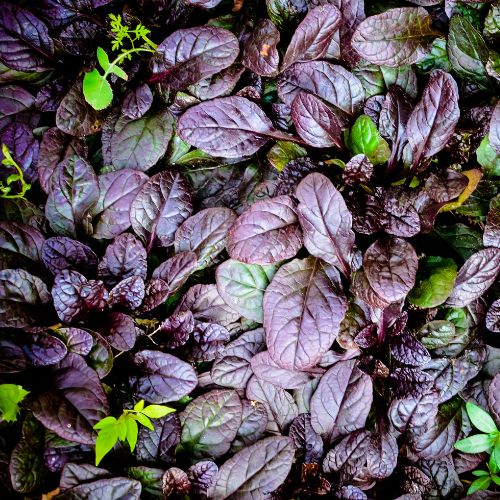 Bugle Rampante à Feuilles Pourpres (Ajuga reptans Atropurpurea)