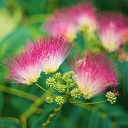 Arbre à Soie (Albizia Julibrissin Ombrella)