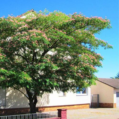 Arbre à Soie (Albizia Julibrissin Ombrella)