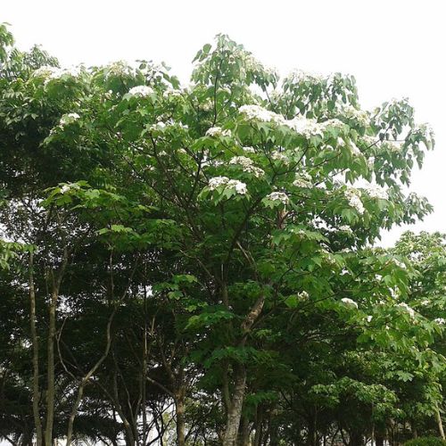 Vernicia Fordii - Tung - Abrasin (Aleurites fordii)