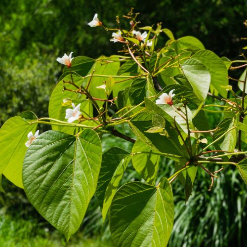 Vernicia Fordii - Tung - Abrasin (Aleurites fordii)