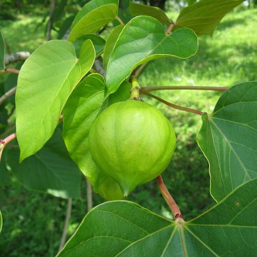 Vernicia Fordii - Tung - Abrasin (Aleurites fordii)