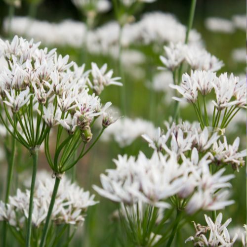 Ciboulette Chinoise - Ail Odorant (Allium ramosum)