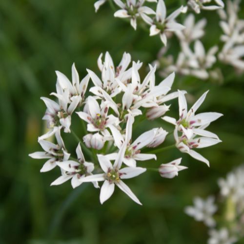 Ciboulette Chinoise - Ail Odorant (Allium ramosum)