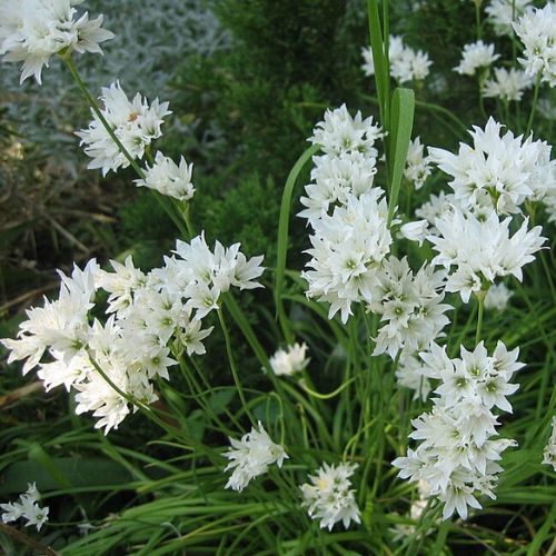 Ciboulette Chinoise - Ail Odorant (Allium ramosum)