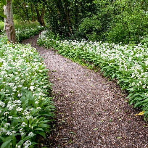 Ail des Ours (Allium ursinum)