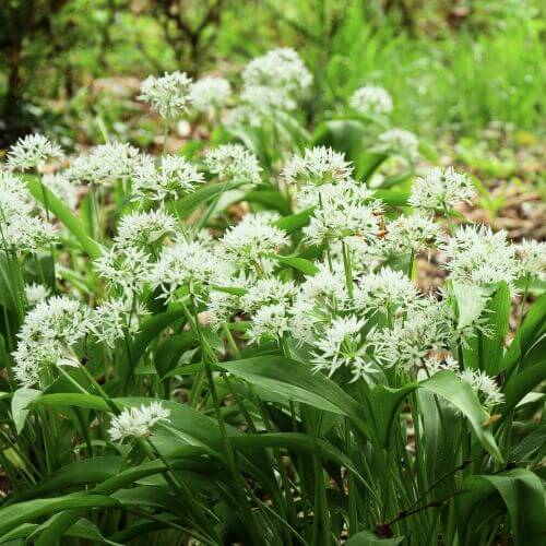 Ail des Ours (Allium ursinum)