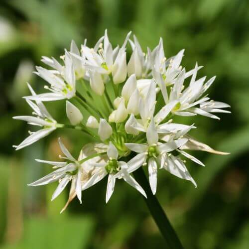 Ail des Ours (Allium ursinum)