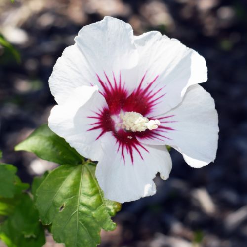Althéa Rose / Blanc (Hibiscus syriacus)