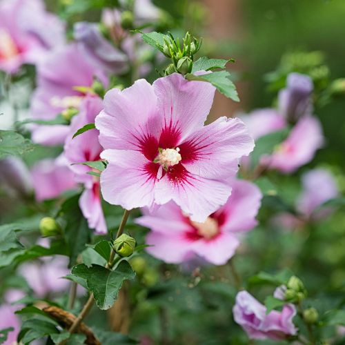 Althéa Rose / Blanc (Hibiscus syriacus)