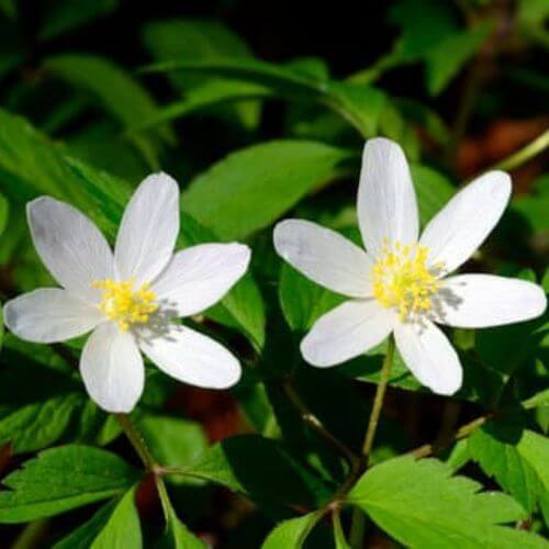 Anémone Sylvie (Anemone nemorosa)