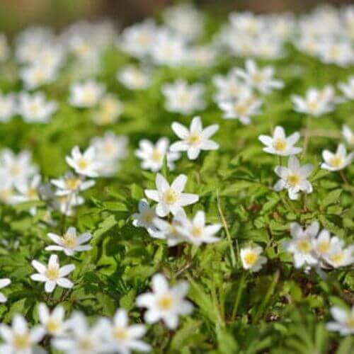 Anémone Sylvie (Anemone nemorosa)