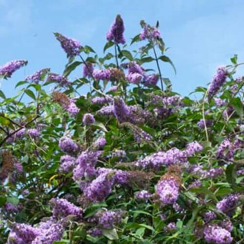 Arbre aux Papillons (Buddleia davidii)