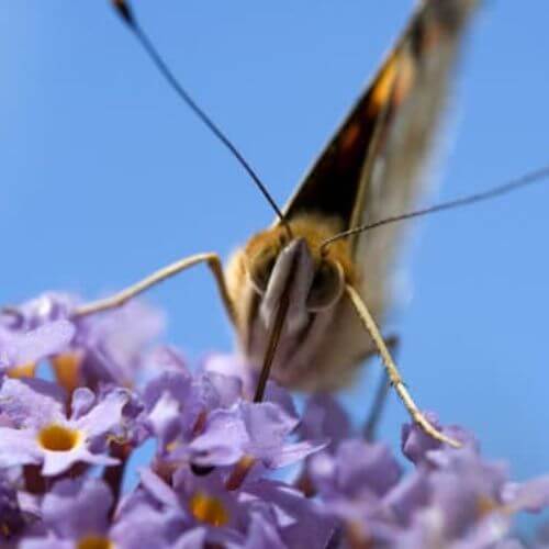 Arbre aux Papillons (Buddleia davidii)