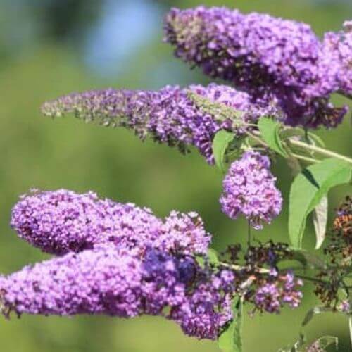 Arbre aux Papillons (Buddleia davidii)