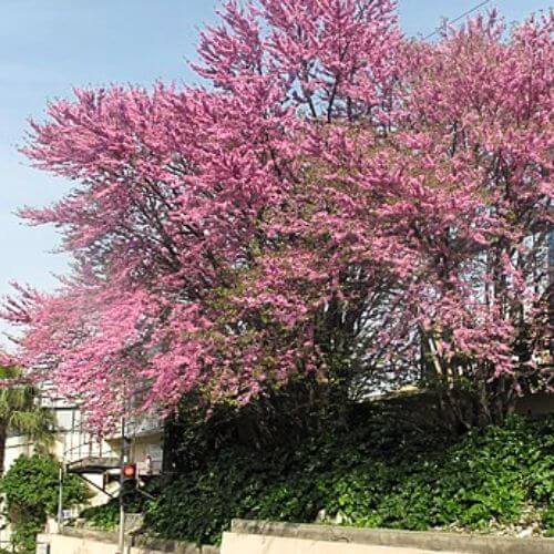 Arbre de Judée (Cercis siliquastrum)