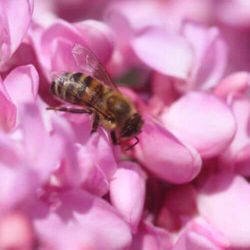 Arbre de Judée (Cercis siliquastrum)