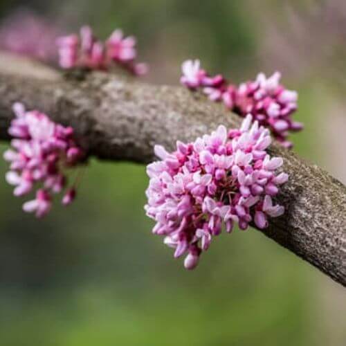 Arbre de Judée (Cercis siliquastrum)