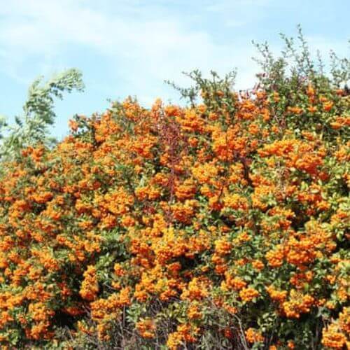 Argousier (Hippophae rhamnoides)