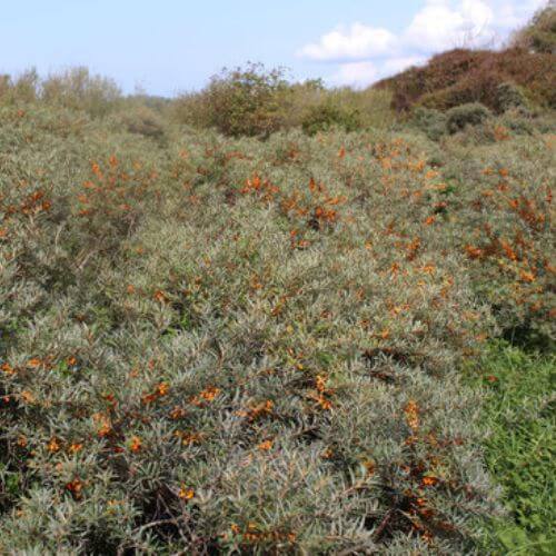 Argousier (Hippophae rhamnoides)