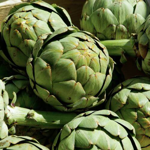 Artichaut Vert de Provence (Cynara scolymus)