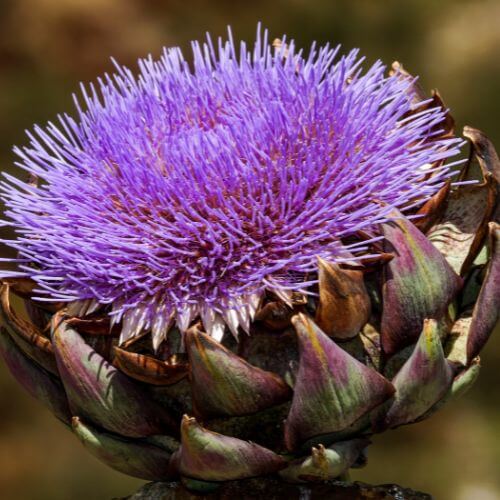 Artichaut Violet de Provence (Cynara scolymus)