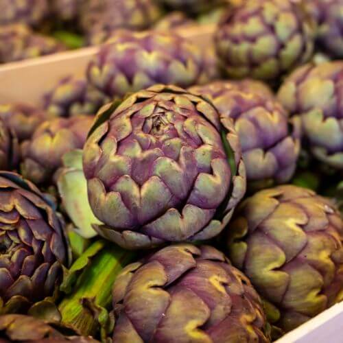 Artichaut Violet de Provence (Cynara scolymus)