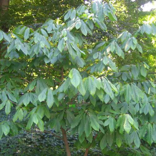 Asiminier / Paw Paw (Asimina triloba)