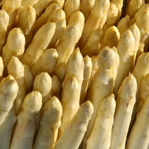 Asperge Blanche d'Argenteuil (Asparagus officinalis)