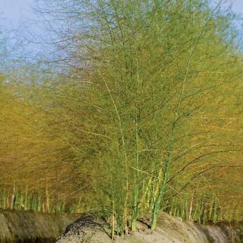 Asperge Blanche d'Argenteuil (Asparagus officinalis)