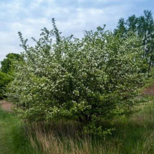 Aubépine Monogyne (Crataegus monogyna)