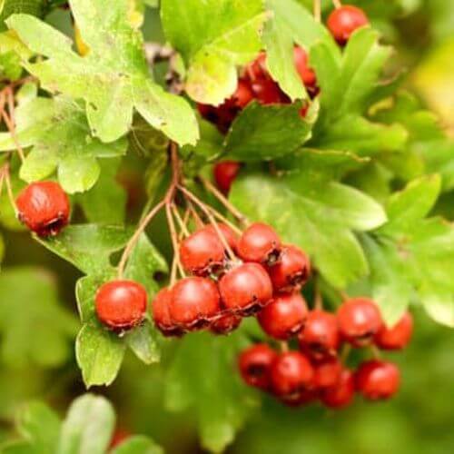 Aubépine Monogyne (Crataegus monogyna)