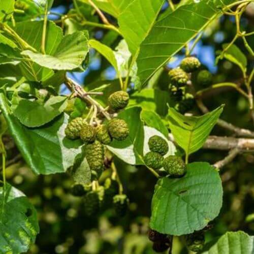 Aulne Glutineux (Alnus glutinosa)
