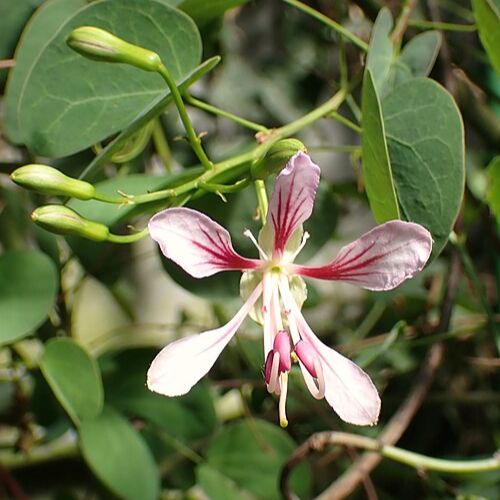 Liane Orchidée - Bauhinia de Chine (Bauhinia yunnanensis)
