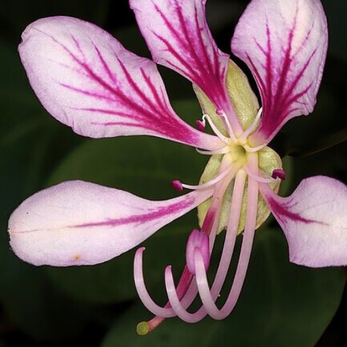 Liane Orchidée - Bauhinia de Chine (Bauhinia yunnanensis)