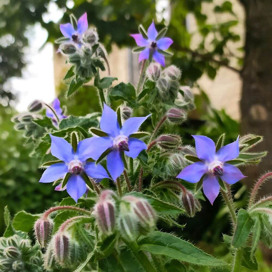 Bourrache : Vente de plants aromatiques et comestibles pour attirer les pollinisateurs dans votre potager - Le Jardin d'Edhen Pépinière Ploërmel