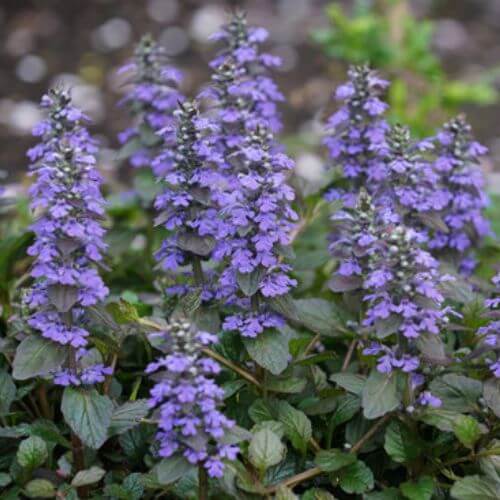 Bugle Rampant (Ajuga reptans)