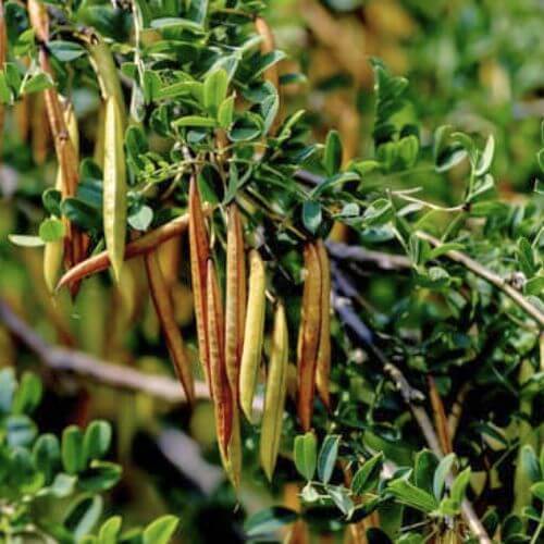 Acacia jaune - Caraganier de Sibérie (Caragana arborescens)