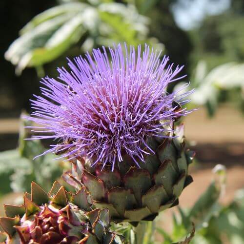 Cardon Blanc Amélioré (Cynara cardunculus)