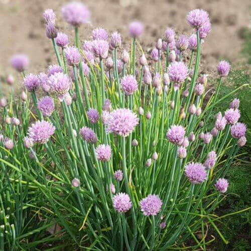 Ciboulette (Allium schoenoprasum)