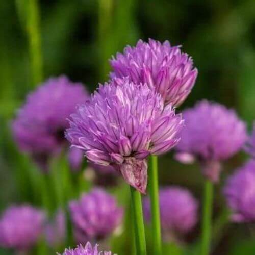 Ciboulette (Allium schoenoprasum)